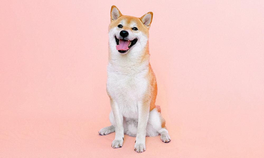 Is CBD Safe for Pets?